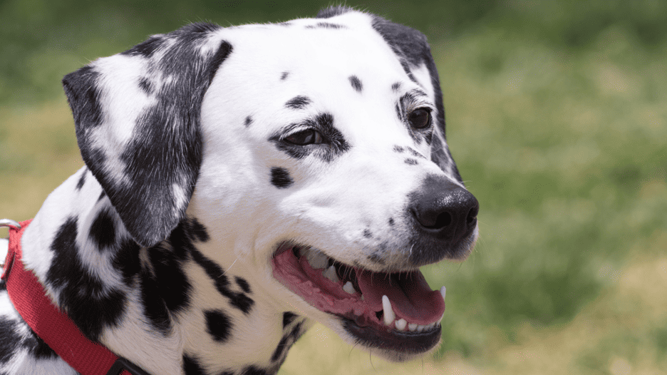 The causes of dog panting