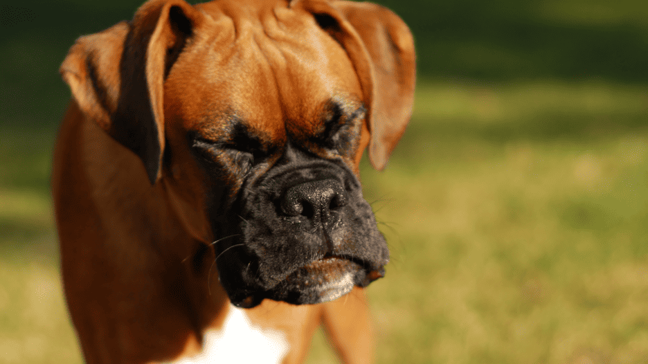 Ways to know if your dog's panting is normal or abnormal.