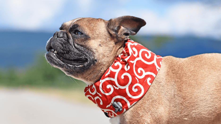 Dog Overheating Symptoms, Dangers & Treatment