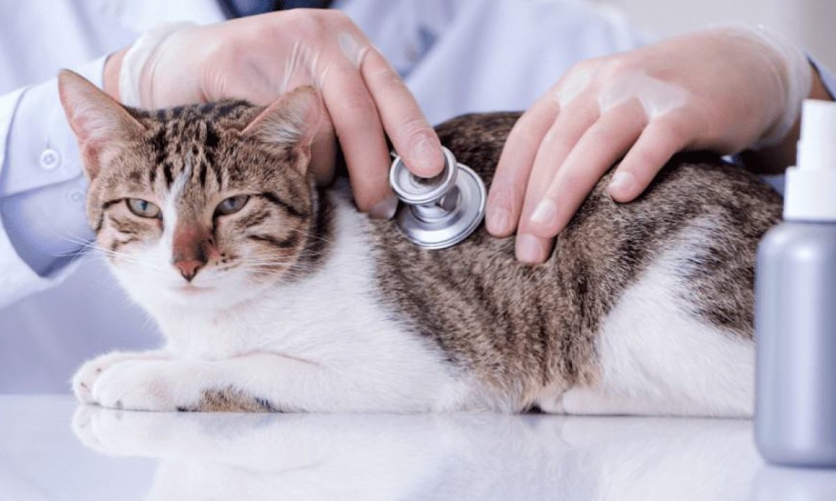 Do Vets Groom Cats: Essential Care Tips Every Owner Needs