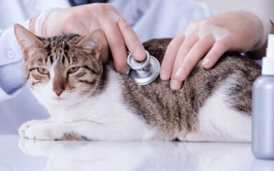 Taking your cat for regular checkups at the vet is one of the most important things you can do as a pet owner