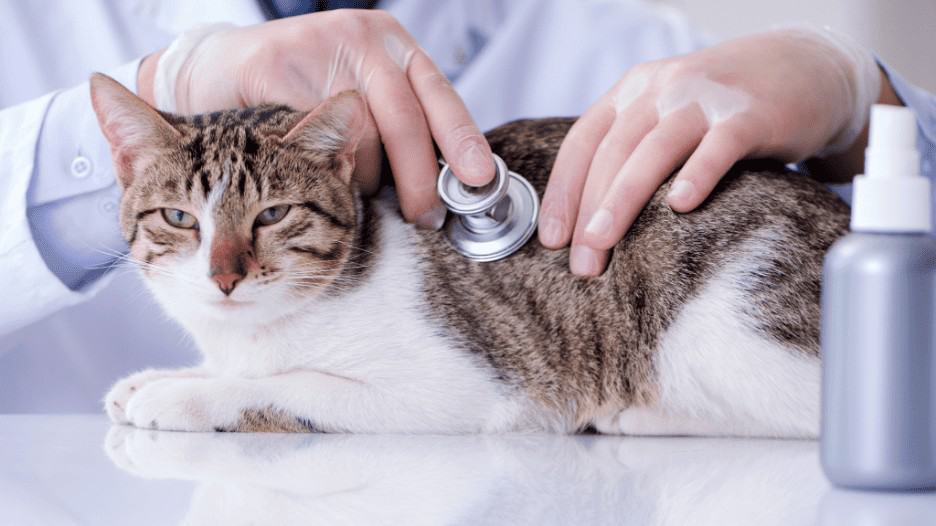 How Often Do You Take A Cat To The Vet? [A Simple Guide]