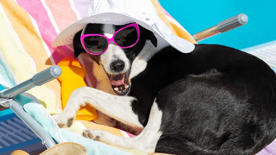 How To Keep Your Dog Cool and Safe During the Summer