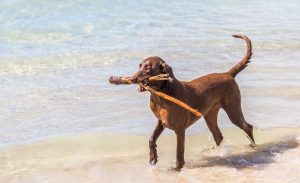 There are many safety precautions you can take when bringing your dog to the beach.