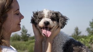 Warm ears are normal for dogs, but if they're too warm it could be fever or an infection.