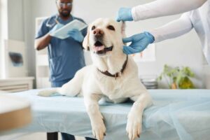 White Labrador Retriever at the vet office on medical table during ear examination.