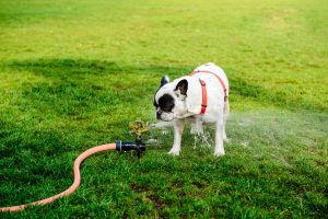 Its important to keep your pet cool in and prevent overheating in the summer.
