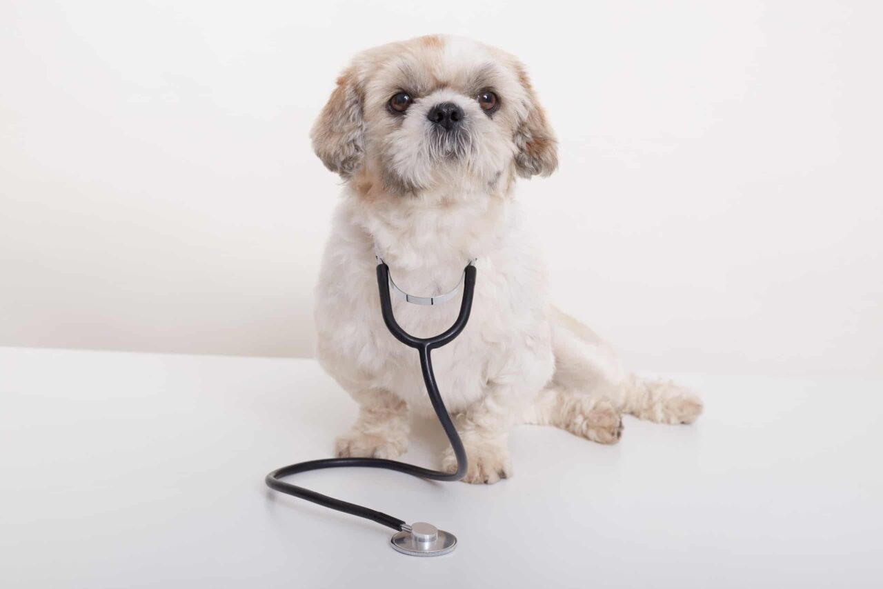 Pet Insurance That Covers PreExisting Conditions? Get Odie