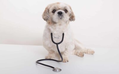 Learn about pre-existing conditions in pets