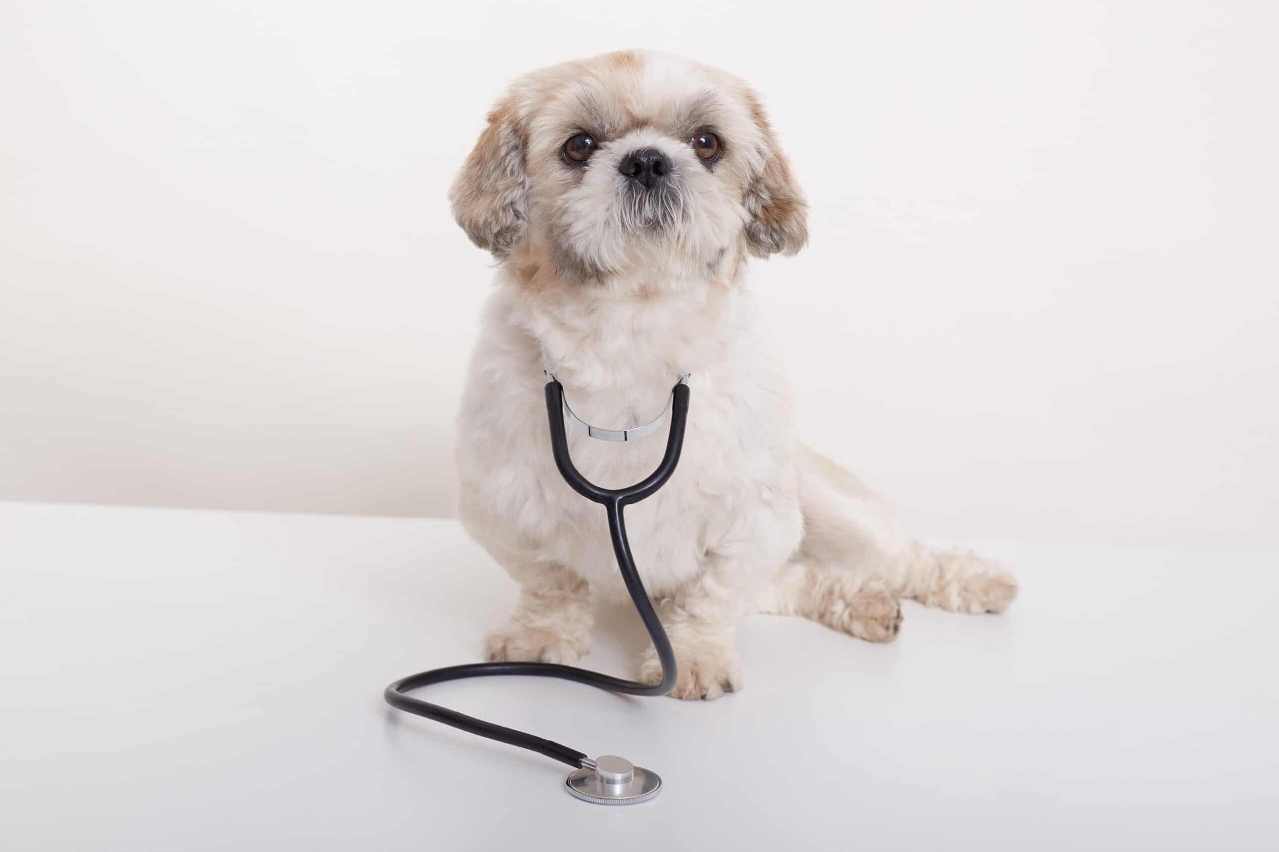 Learn about pre-existing conditions in pets