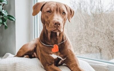 CHF is a common heart disease found in dogs.