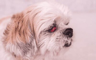 Cherry eye in dogs is a common eye condition that can be serious if left untreated.