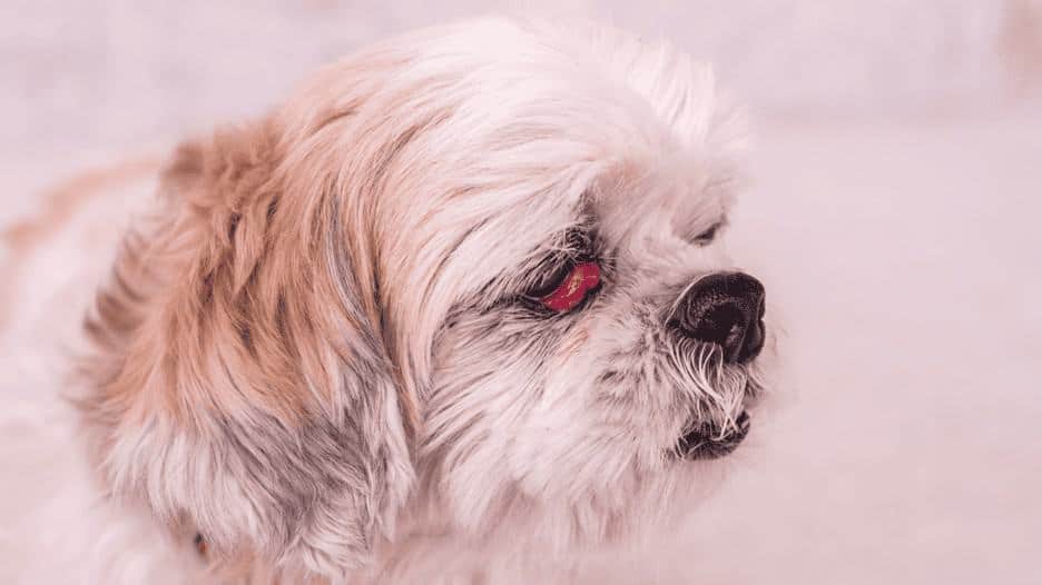 What is Cherry Eye in Dogs? Causes, Treatment, & Cost