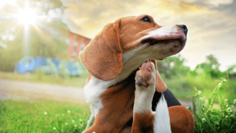 There are many treatment options for dog allergies.