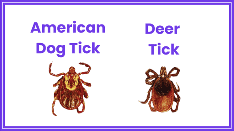 Some tick species carry Lyme disease, so proper identification of deer ticks is important.