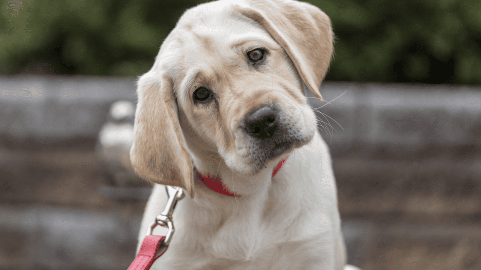 Yellow Labrador Retriever puppy with red collar and red leash/