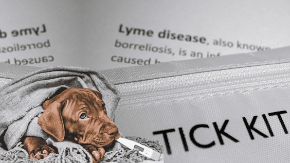 Lyme Disease in Dogs and Pets [Symptoms, Tests, Prevention]