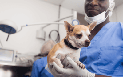Learn about the costs for spaying or neutering you dog.