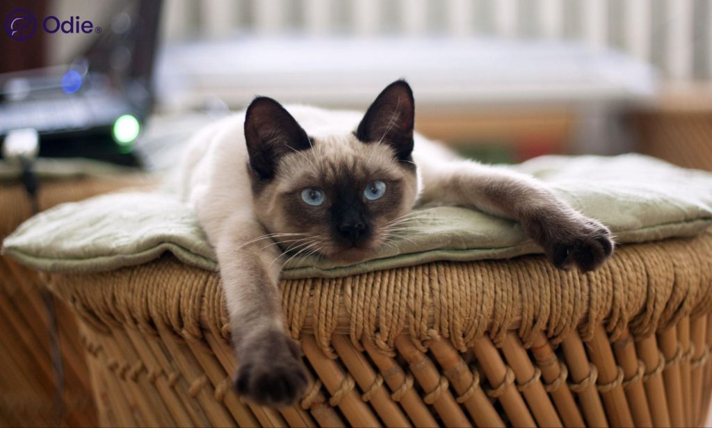 Seal point Siamese cat resting at home, representing affordable health insurance for purebred cats.