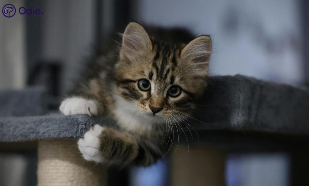 Playful fluffy kitten on a cat tree, representing early kitten health care and pet insurance.