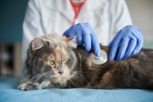 Treatment for Feline Panleukopenia usually involves hospitalization, and supportive measures, such as intravenous (IV) fluids.
