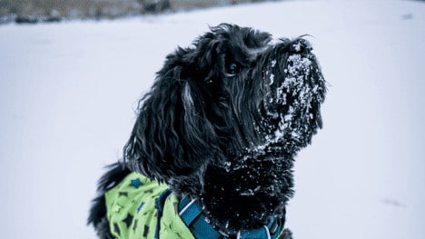 How cold is too cold for your dog varies on size and breed.