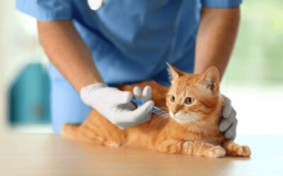 Roadmap to Cat Vaccinations