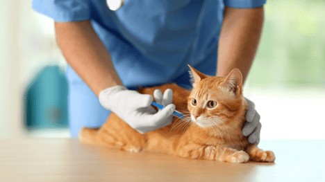 Your Roadmap to Vaccines For Your Cat