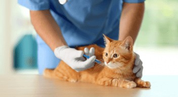 Roadmap to Cat Vaccinations