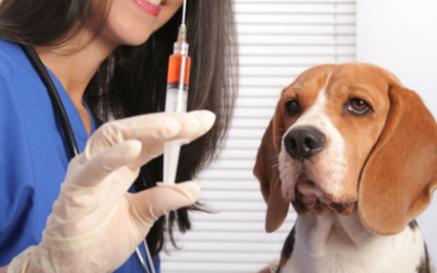 Comprehensive guide to your dog's vaccination schedule
