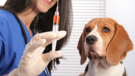 Dog Vaccinations: Roadmap to Your Canine’s Health