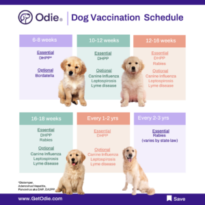 It is suggested that your dog receives vaccinations to keep them healthy and safe.