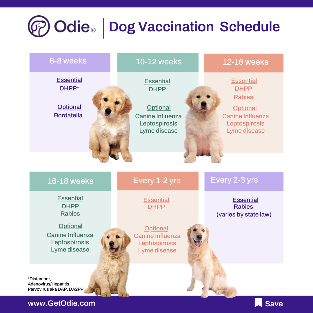 Odie Pet Insurance - Dog Vaccination Schedule