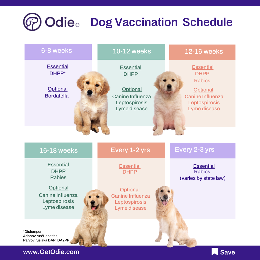 Dap dog hot sale vaccine