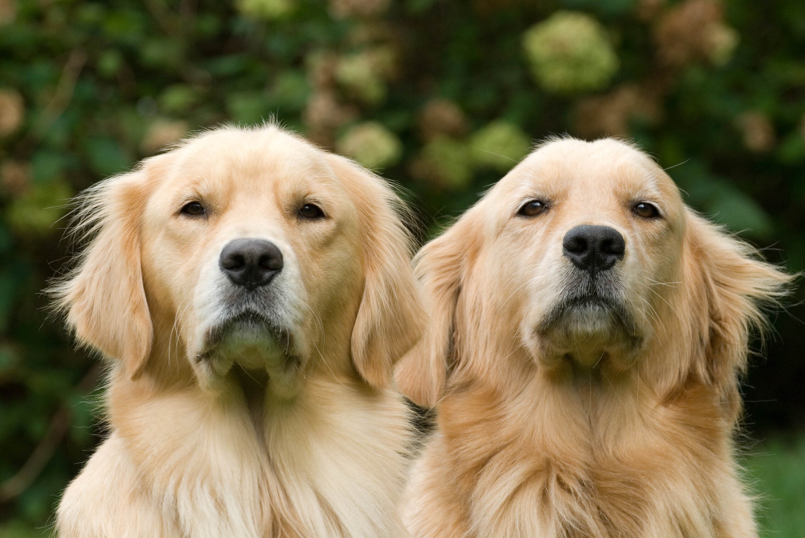 Why You Should Get Pet Insurance for Your Golden Retriever