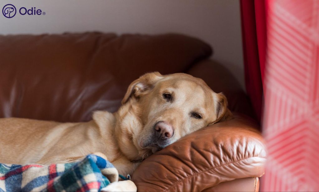 Yellow Labrador resting on a leather couch, representing reliable pet health insurance and peace of mind.