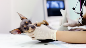 Your dog may need an x-ray if they have hip dysplasia, dental concerns, tumors, etc. 