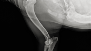 Example of a dog x-ray