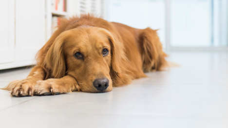 Hip Dysplasia in Dogs [Signs, Symptoms & Treatment]