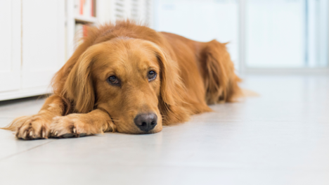 Understand the causes, symptoms, treatment options, and prevention strategies for canine hip dysplasia.