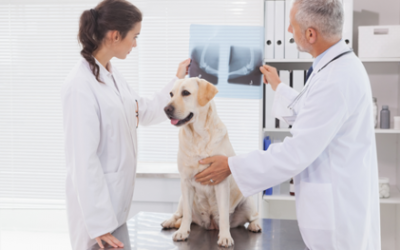 X-ray costs for dog's stomach, chest, and more