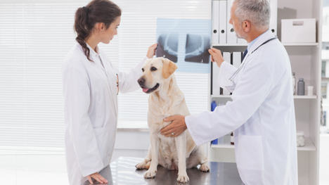 X-ray costs for dog's stomach, chest, and more