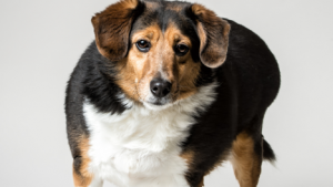 Large breeds such as St. Bernards, Great Danes, German Shephards, Retrievers, Rottweilers and Bernese Mountain Dogs are prone to hip dysplasia.