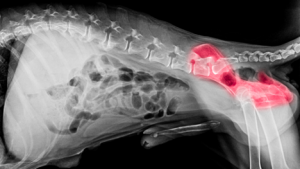 Hip dysplasia is commonly diagnosed as dog's get older and develop arthritis. 