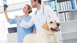The cost of a x-ray for your dog will vary based breed, size, medical history, and state.