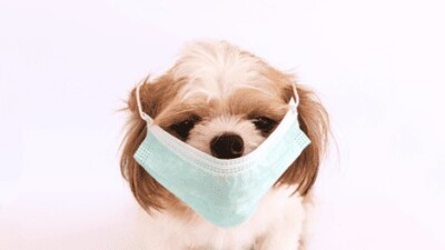 Kennel cough clearance treatment cost