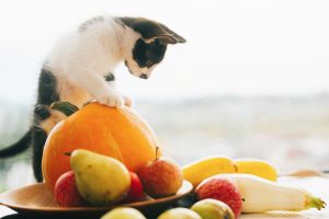 Thanksgiving Kitten with pumpkin, zucchini, apples and pears