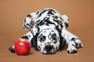 Apples without seeds are a good source of vitamins for dogs.
