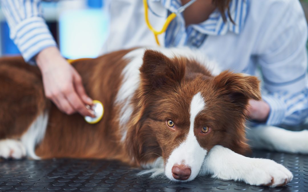 Emergency and Critical Care Coverage: Why It Matters in Pet Insurance