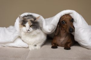 Simple names help your pets respond quicker.